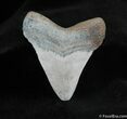 Inch Bone Valley Megalodon Tooth #539-1